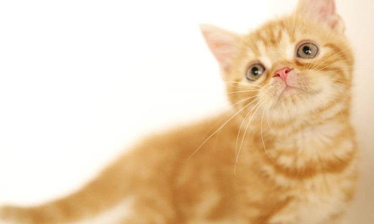 杉山壽ブリーダー おすすめブリーダーを紹介 神奈川県 評判 Honesty