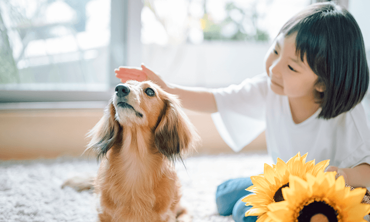 この犬種の飼育に向いている方