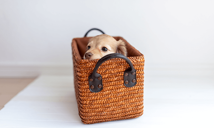 子犬の販売価格に含まれるもの