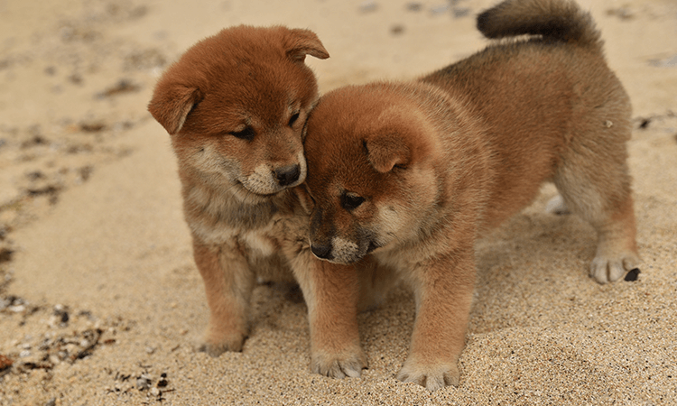 杉山壽ブリーダーがこれから飼育する方へ伝えたいメッセージ