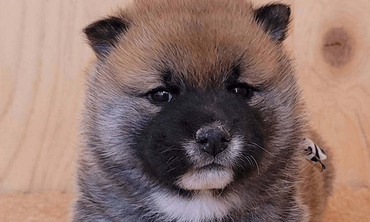 柴犬 _赤_メス