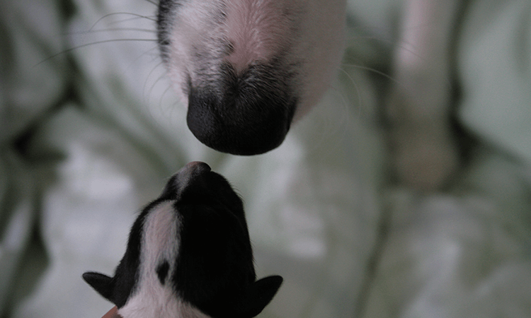 それぞれの犬種・猫種の特徴