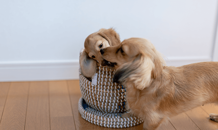 子犬の飼育について