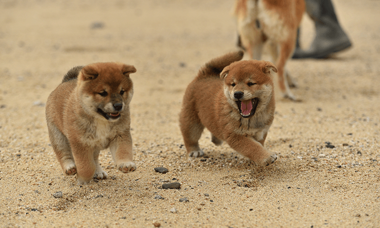 犬種の特徴