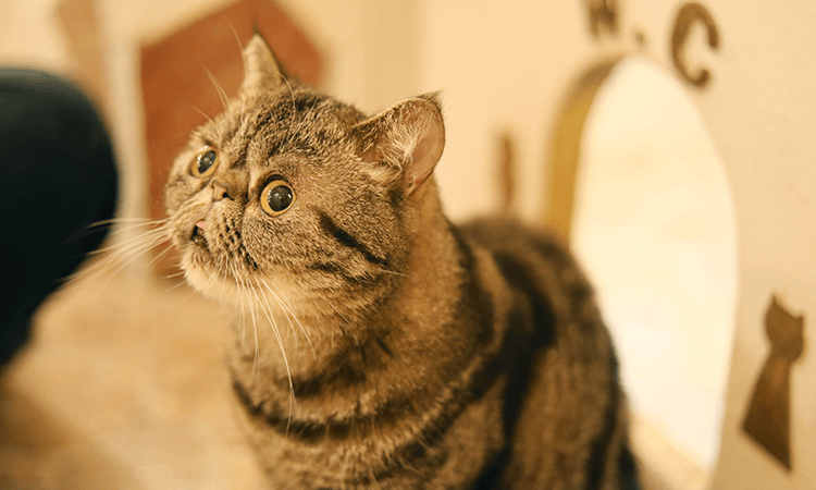 猫種の特徴