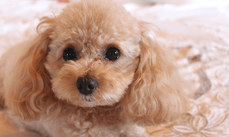 熊本県 おすすめブリーダーの紹介 トイプードル 評判 Honesty