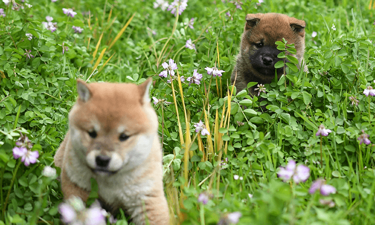 柴田義隆ブリーダー おすすめブリーダーの紹介 佐賀県唐津市周辺 評判 Honesty 柴田義隆ブリーダー おすすめブリーダーの紹介 佐賀県唐津市周辺 評判 Honesty