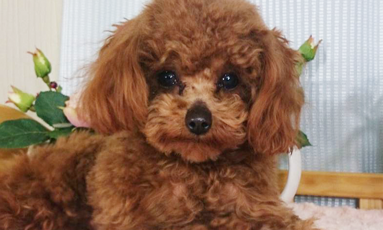 千葉県成田市 おすすめブリーダーの紹介 トイプードル 評判 Honesty