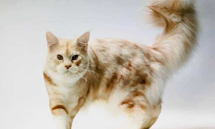 蝦名真奈美ブリーダー おすすめブリーダーの紹介 青森県五所川原市 評判 Honesty 蝦名真奈美ブリーダー おすすめブリーダーの紹介 青森県五所川原市 評判 Honesty