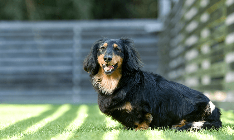 内藤久美子ブリーダーの犬舎やブリーディングついて