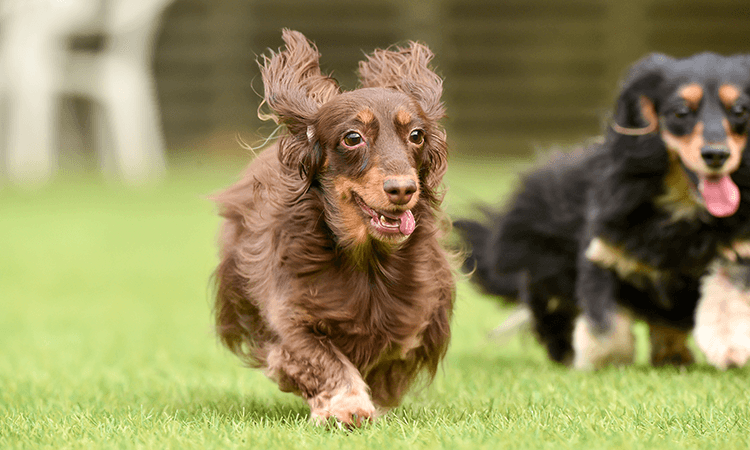 匂梅健司ブリーダーの犬舎やブリーディングついて