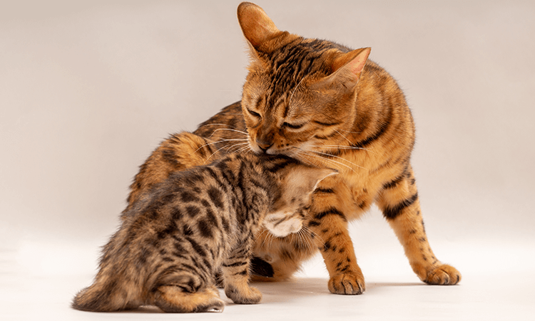吉田桃子ブリーダーの取り扱い猫種について
