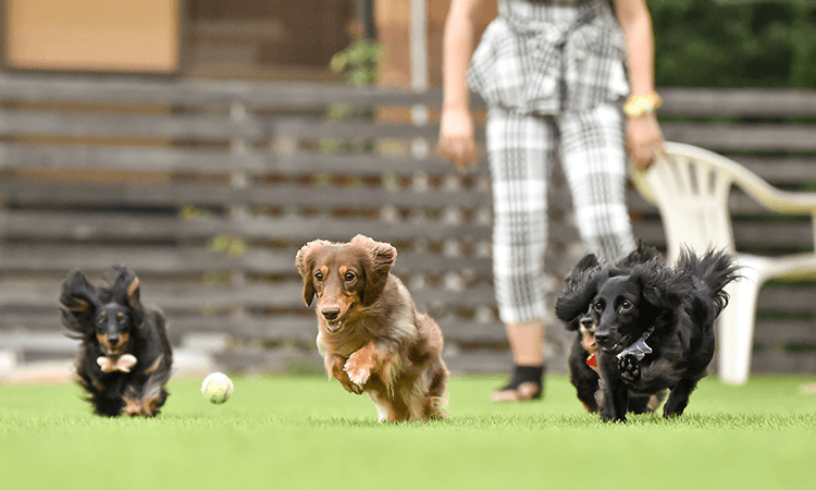 犬種の特徴について