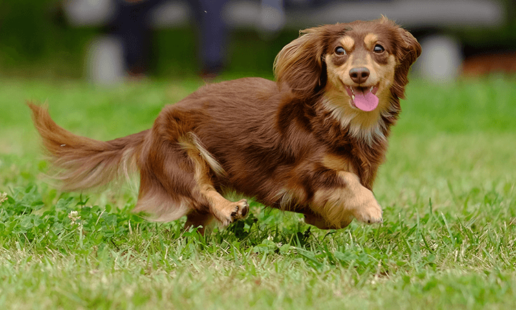 犬種の特徴について