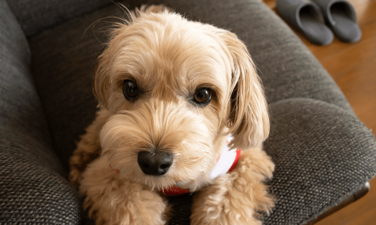 倉元健ブリーダーが取り扱っている犬種の特徴