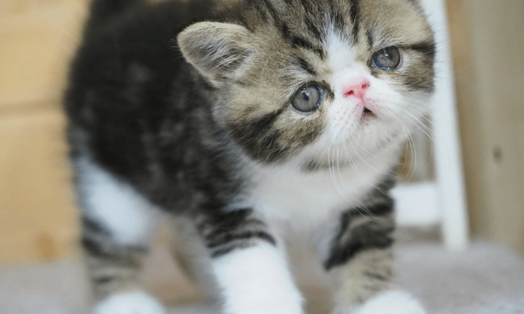 尾崎直人ブリーダーの取り扱い猫種について