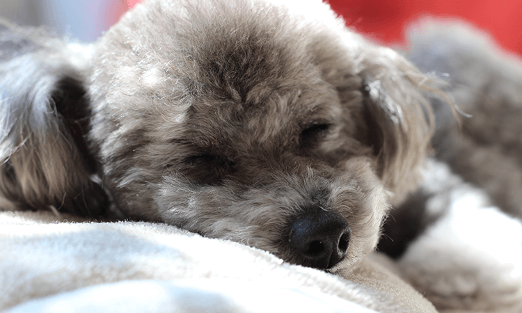 犬舎やブリーダーとしてのアピールポイントについて