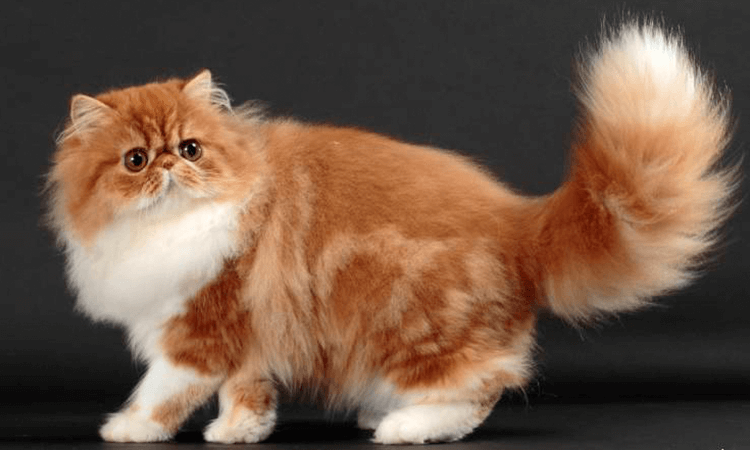 キャットショーでのトリプルグランドチャンピオン