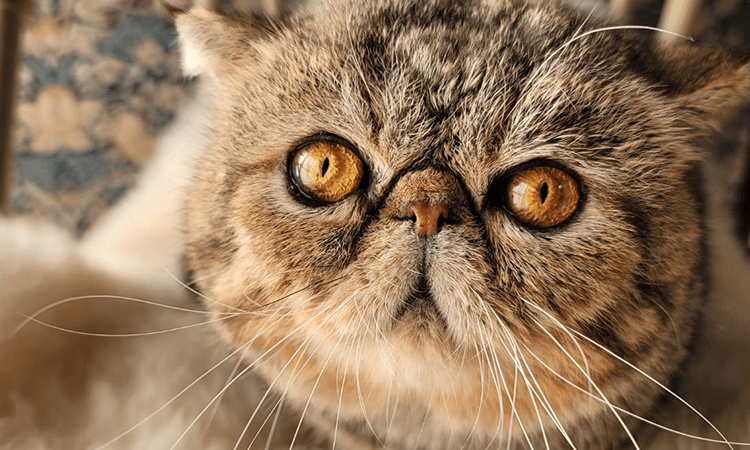 渡瀬かなえブリーダーの取り扱い猫種について