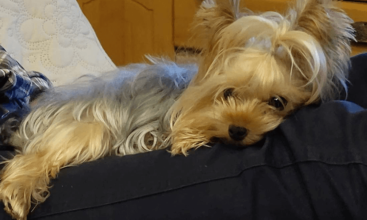 犬種の特徴