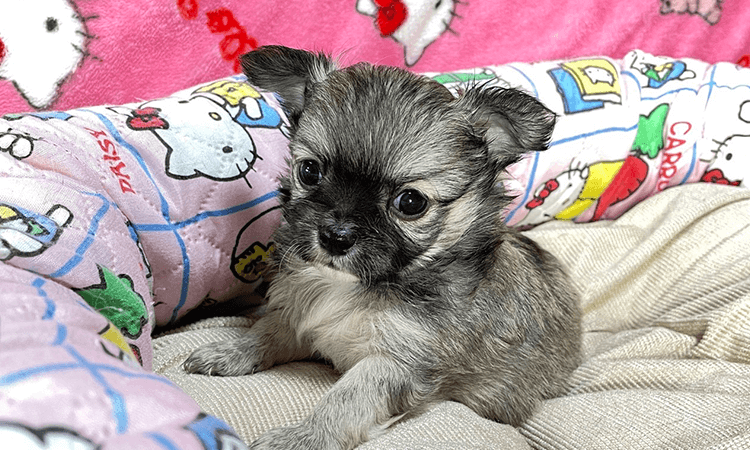 石原里加ブリーダーが取り扱っている犬種の特徴