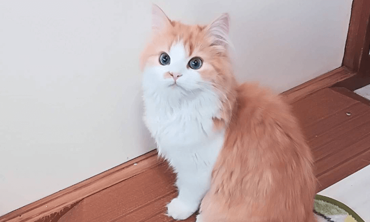 猫種の特徴・性格