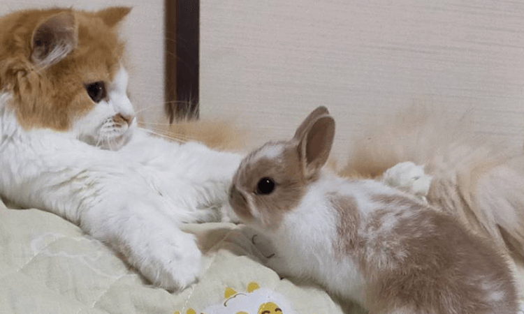 猫舎やブリーダーとしてのアピールポイント